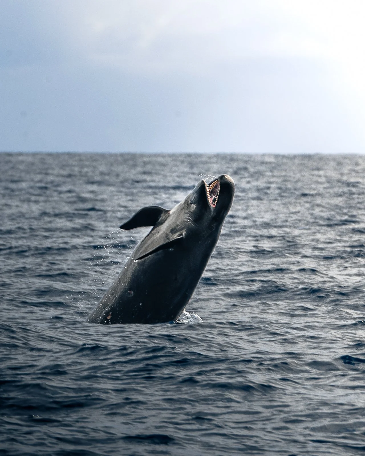 False Killer Whales | Hawaiian Adventures Kona